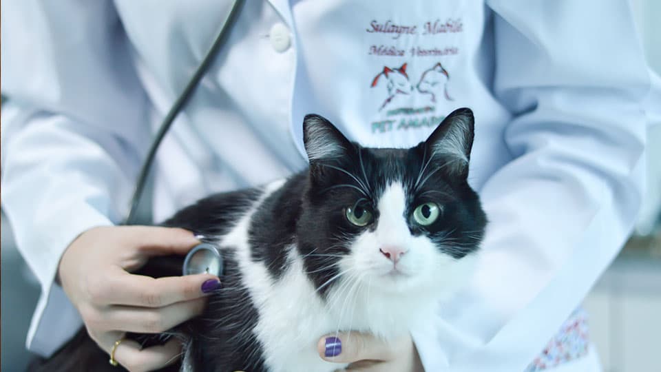 Equipe da Pet Amado cuidando dos cães hospedados