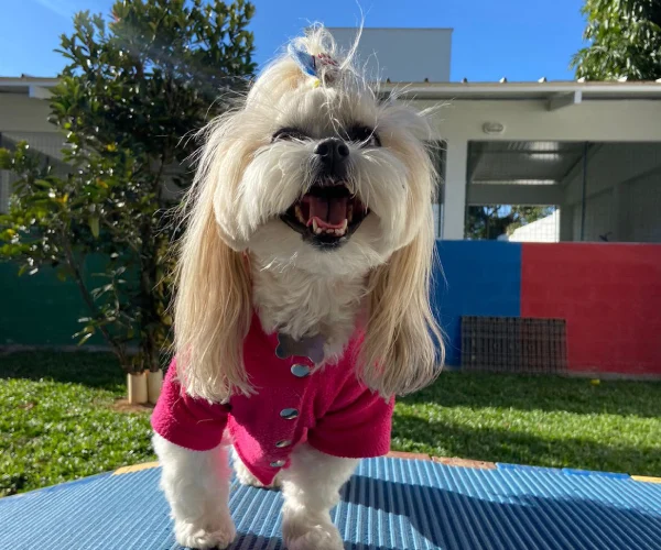 Pet no Hotel 19