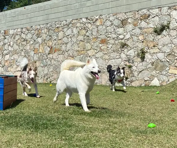 Pet no Hotel 20
