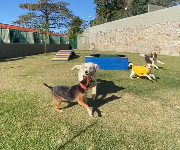 Pet no Hotel 21