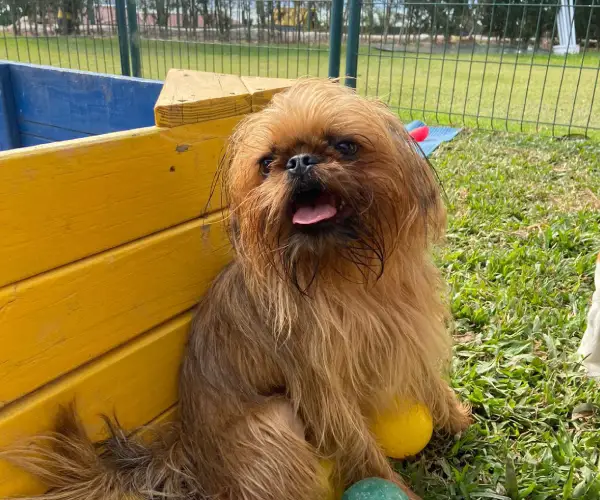 Pet no Hotel 22