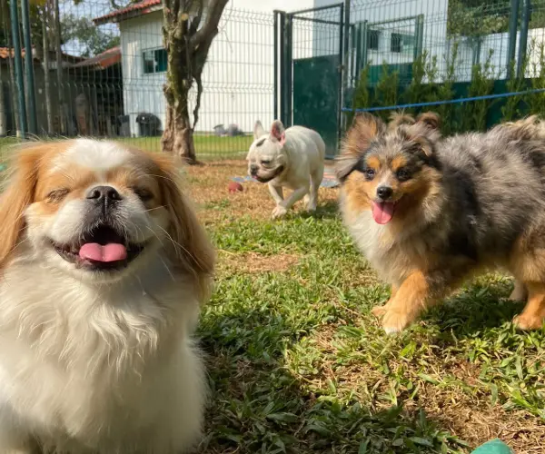 Pet no Hotel 23
