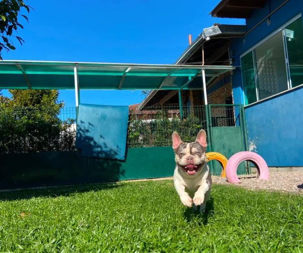 Pet no Hotel 14