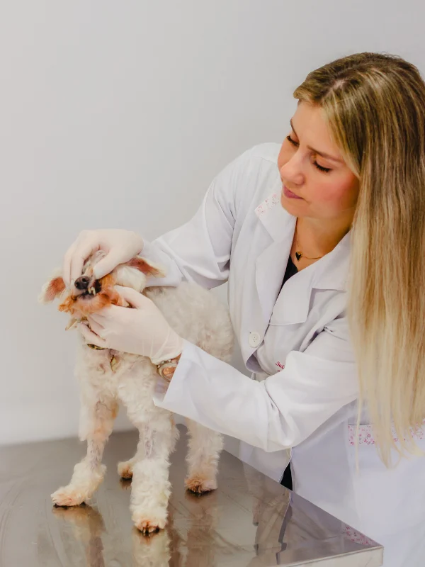 Odontologia Vet