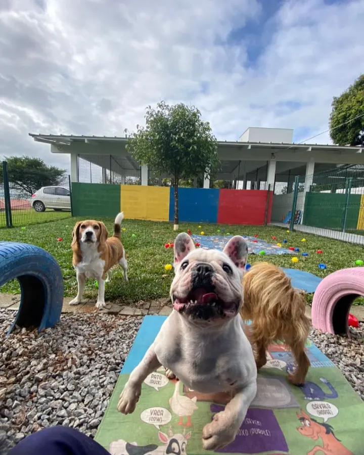 Resort Pet Amado