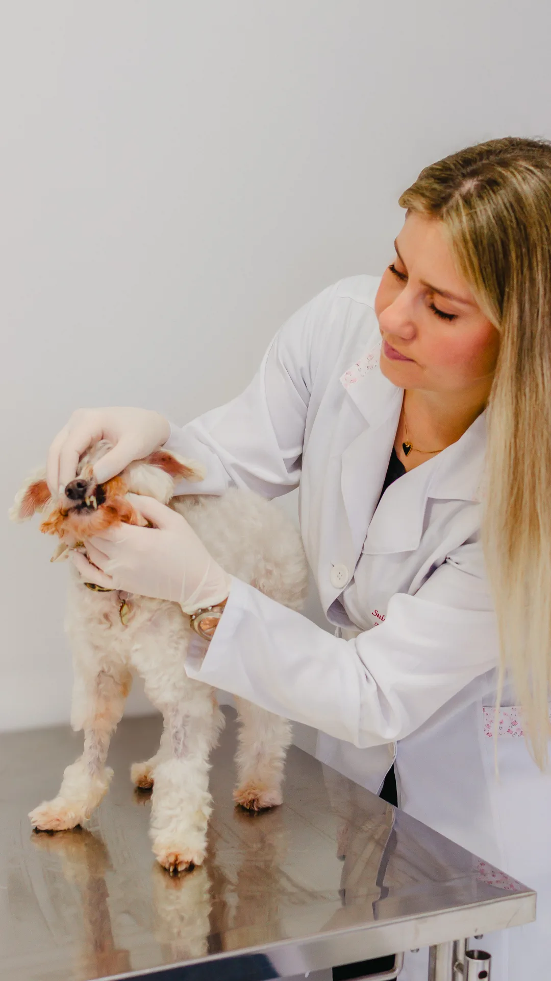 Atendimento Odontológico Veterinário