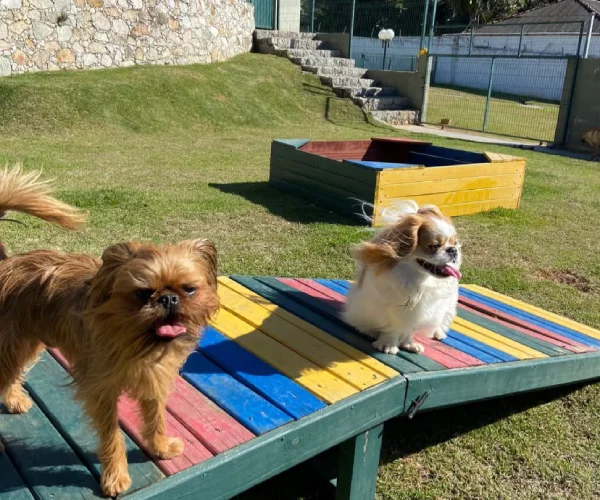Pet no Hotel 1