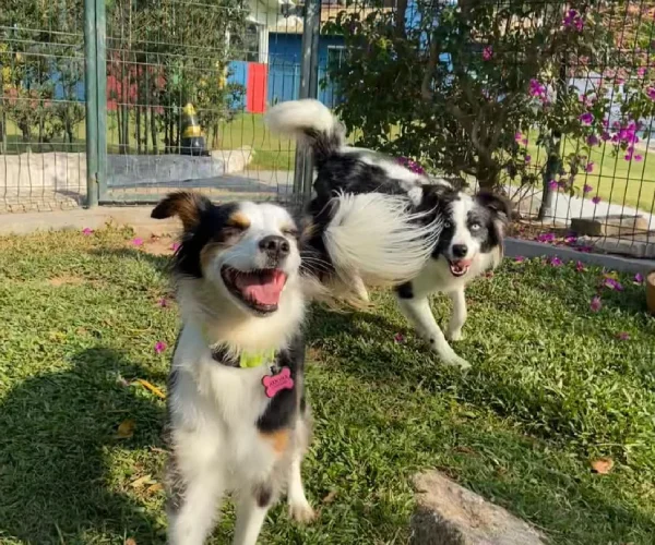 Pet no Hotel 4