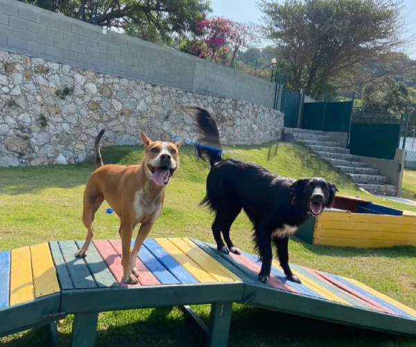 Pet no Hotel 5