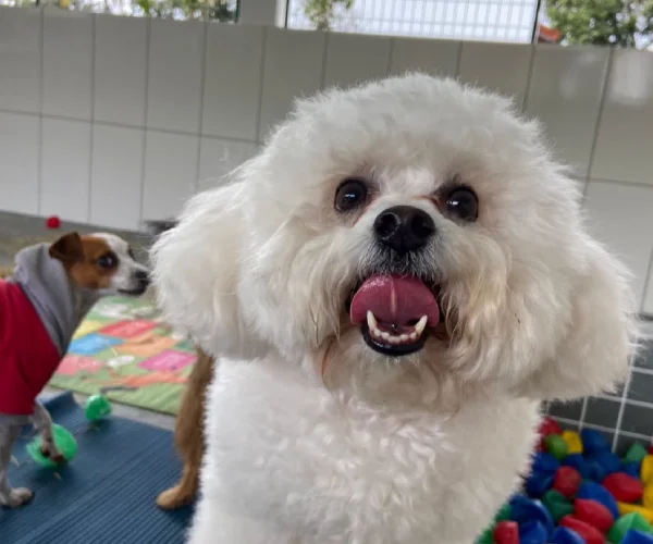 Pet no Hotel 6